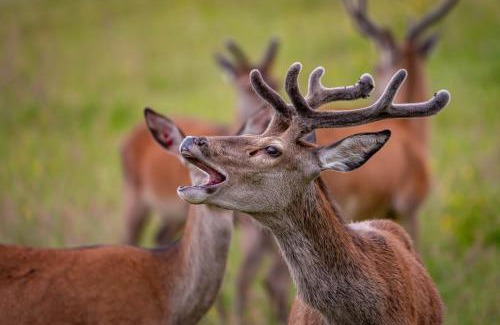 Aberfeldy Apartment | Farragon Luxury Glamping Pod with Hot Tub & Pet Friendly at Pitilie Pods