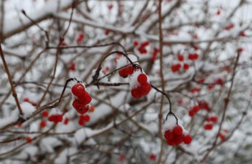 Honerath House | Ferienhaus "Kleiner Onkel"