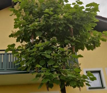 Wald Apartment | Ferienwohnung am Stadtrand