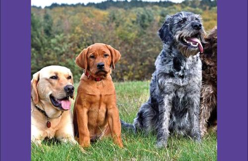 Losheim am See Apartment | Ferienwohnung BECKENDORF