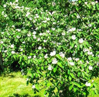 Celle Apartment | Ferienwohnung Carla