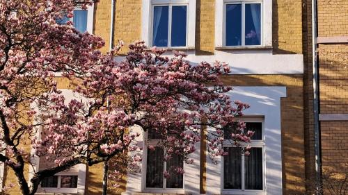 Naumburg Apartment | Ferienwohnung Rosi