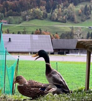 Hittisau Apartment | Ferienwohnung Schönenbühl