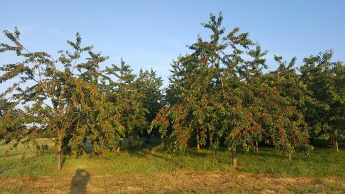 Ernee Bed & Breakfast | Ferme fruitière zéro traitement