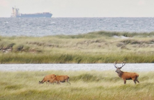 Ostseebad Dierhagen Apartment | FEWO-Kramm Ostseebad Dierhagen