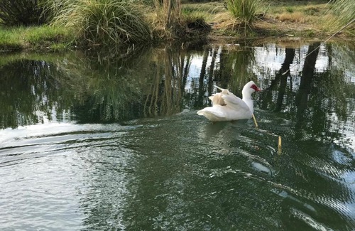 San Rafael Cabin | Finca Silvestre