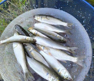 Poti Other | Fisherman's house