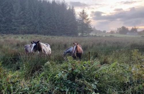 Ballaghaderreen House | Forest View Cabin