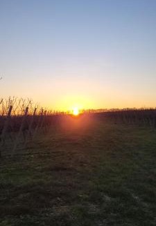 Udenheim House | Gästehaus Rebstock im Weingut Schrauth-Becker