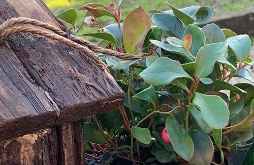 Bouvelinghem Bed & Breakfast | Gîte équestre de la Coète