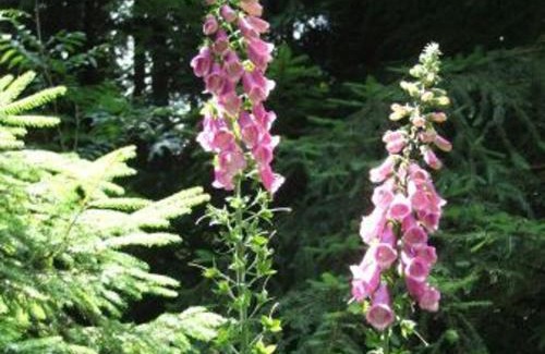 Provencheres-et-Colroy House | Gîte chaleureux avec cheminée, jardin, proche des randonnées Vosgiennes et attractions Alsaciennes - FR-1-589-224