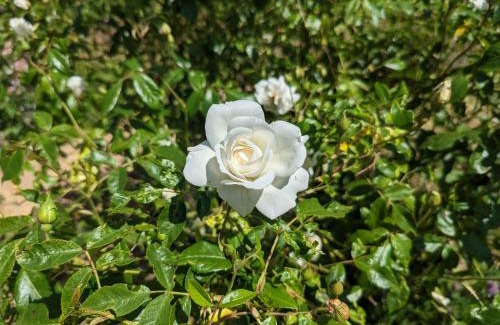 Forcey House | Gîte familial 2 chambres avec piscine, animaux, et vaste terrain à Forcey - FR-1-611-75