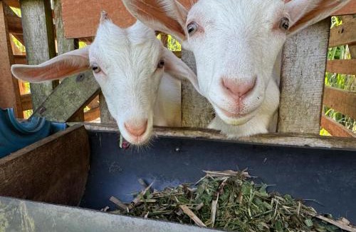 Penas Blancas House | Gambas Lodge