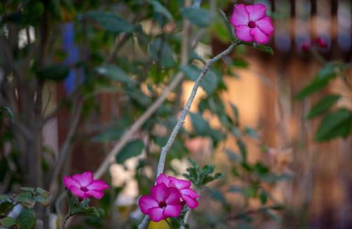 Neve Zohar House | Gil's Guest Rooms