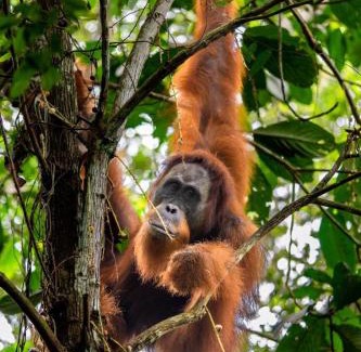 Bohorok Resort | Gino's Place - Guest House & Jungle Trekking