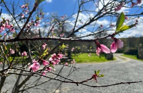 Torce-Viviers- en-Charnie House | Gite Clos Robin