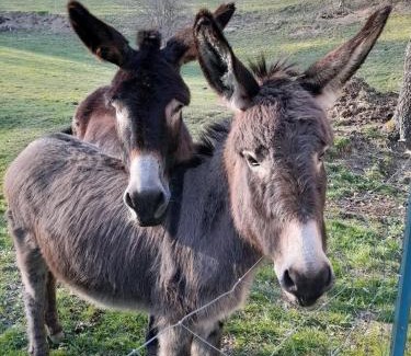 Arrens-Marsous Apartment | Gite Lahora Lait'colo de l'Izard - Appartement Panoramique