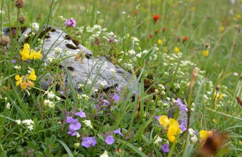 Ramsau am Dachstein Apartment | Glösalm