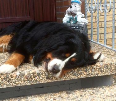 Carolinensiel Apartment | Goldene-Linie-4-Taubennest