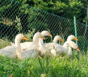 Solina House | Gospodarstwo Agroturystyczne Na Górce Domek 5