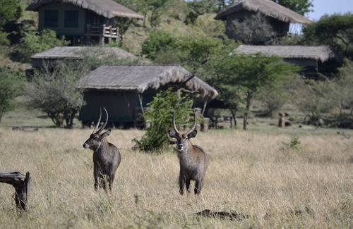 Serengeti National Park Other | Grumeti Migration Camp