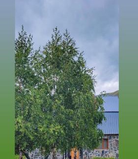 Ushguli House | Guest house Data