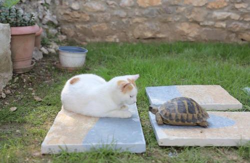 Berat House | Guest House LION