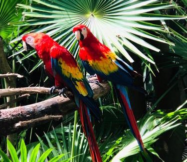 Xcaret Hotel | Hacienda Xcaret