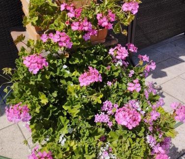 Loosdorf Apartment | Haus Maria