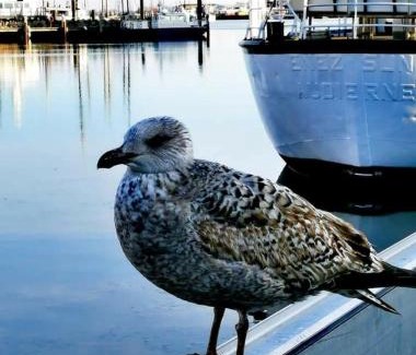 Barth House | Hausboot Smaragd mit großem Sonnendeck und inklusive Wäschepaketen