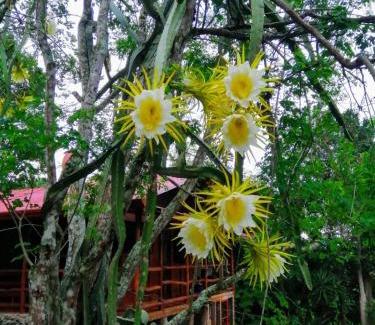 San Isidro de El General House | Hermosa Cabaña equipada, en medio de zonas verdes