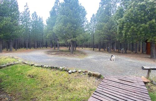 Los Alerces National Park House | Hermosa Casa en Bosque De Pinos Trevelin!