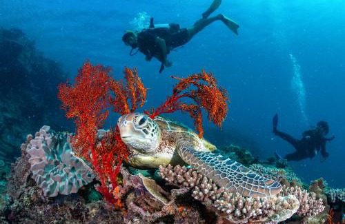 Heron Island Resort | Heron Island