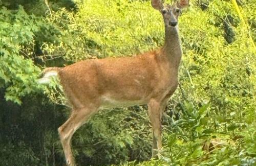 Brevard House | Hideaway on Hilton with Larry the Llama and Donkey