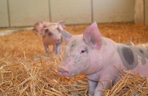 Montechiaro Apartment | Hof am Schloss Apartement Lärche