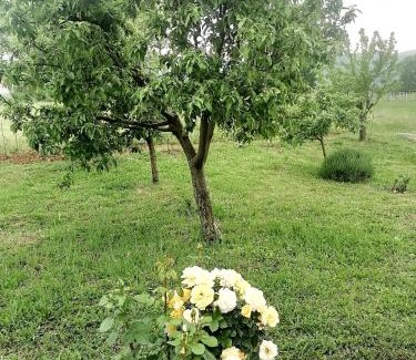 Donji Prolozac House | Holiday home Filip i Petra