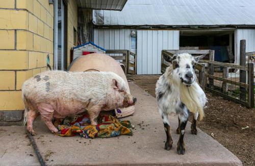 White Mills House | Honesdale Cabin on 110-Acre Farm Pets Welcome!