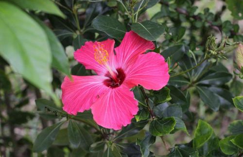 Nakama House | HOPE VILLA Onna-son - Vacation STAY 52857