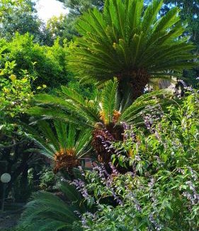 Bordighera Hotel | Hotel Lucciola