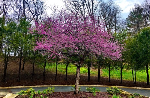 Canton House | House in the Blue Ridge Mountains with a natural 2.5 acre natural pond.