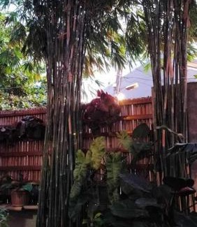 Mandurriao Apartment | House of Bela