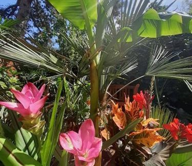 Rakoshegy Apartment | House w little tropical garden