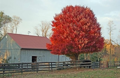 Middleburg House | Hunt Box-Antique Filled Cottage on Lowelands Farm-MiddleburgnZONR-2024-012704