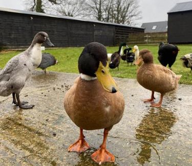 Ashford House | Hunters Cabin - Rustic farm stay