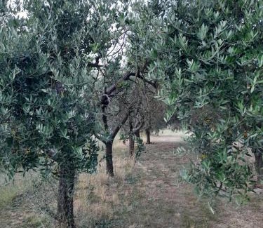 Santa Maria del Giudice House | I Cuculi vacation home in Lucca