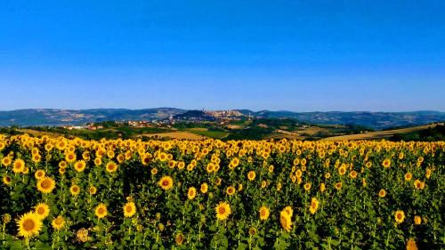 Collevalenza Apartment | Il Focolare