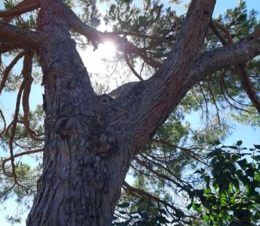 Montopoli in Val d'Arno House | Il Gelso