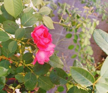 Tagliacozzo Apartment | Il Roseto di Anna Home