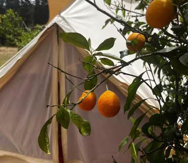 Quartu Sant'Elena Other | In Our Garden Sardinia - Orange Trees Glamping Tent