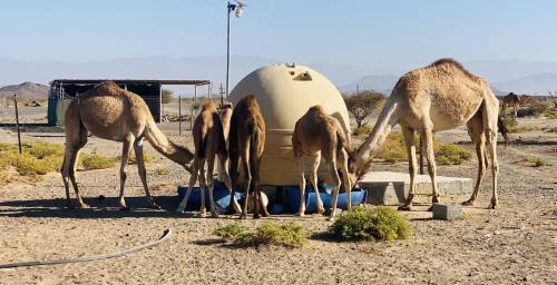 Bahla Other | Jabreen Castle Camping
